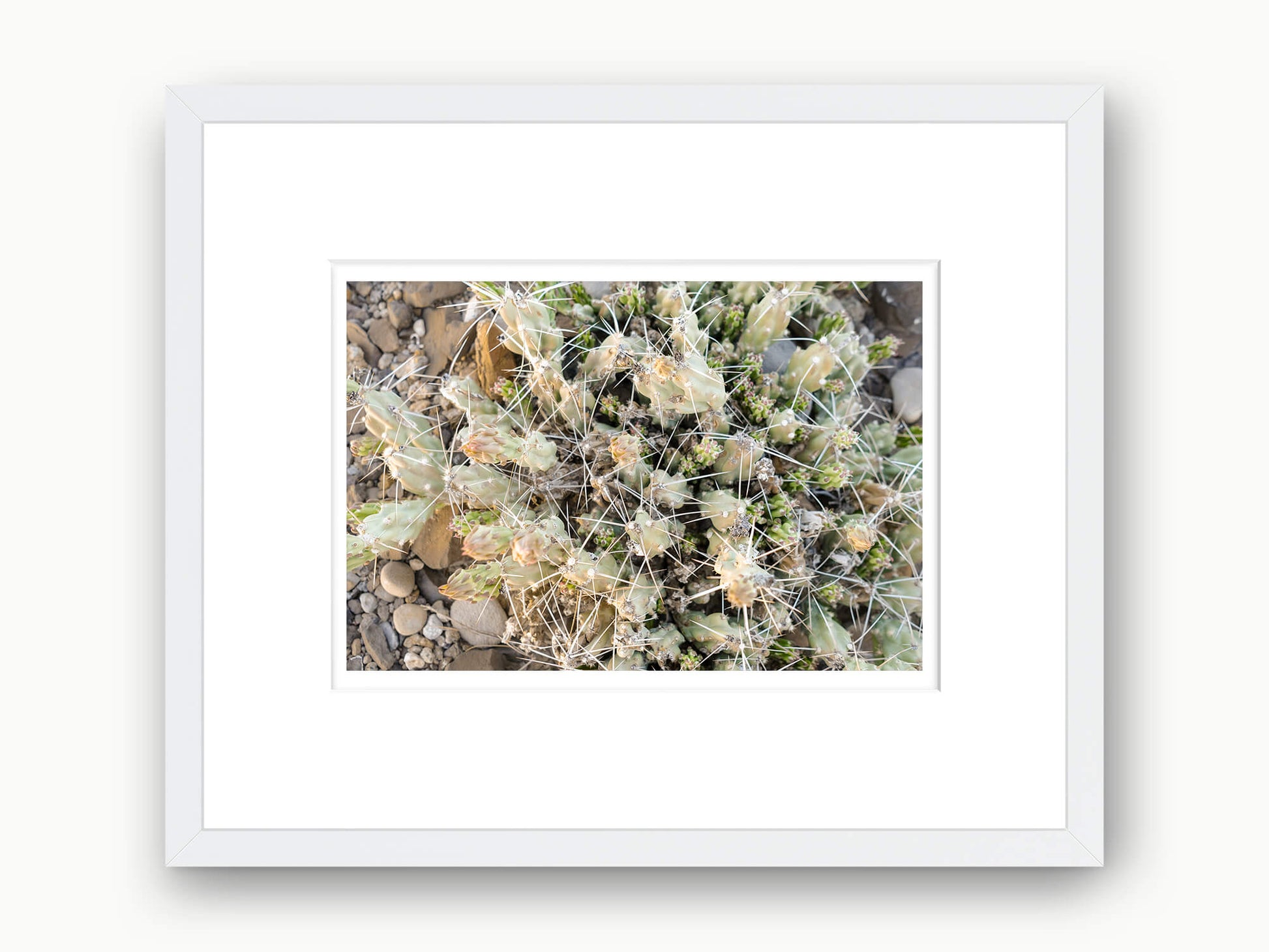 Sticky - Arid Collection - Aly Fick Prints